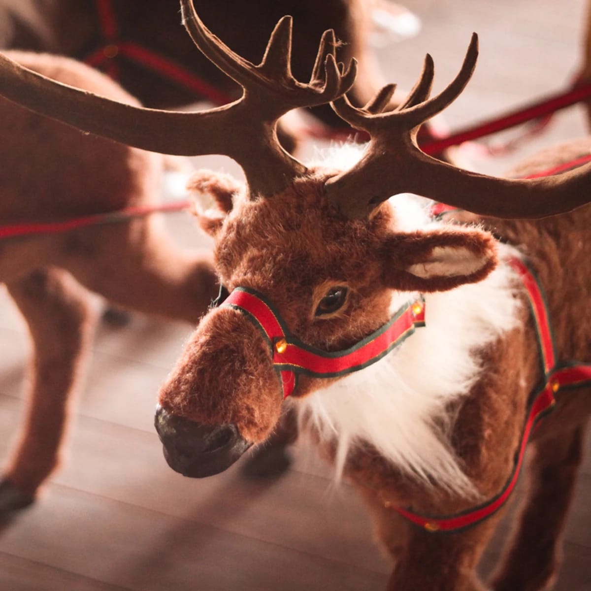 WhatsApp Image 2024-12-26 at 8.04.28 PM